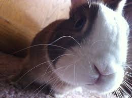 Curious Bunny Leans In Close To Check Out That Camera The Daily Bunny Daily Bunny Bunny Pet People