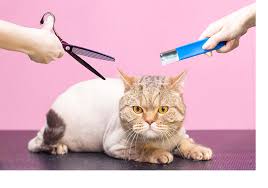 Makas Tirasi Patice Pet Kuafor Kopek Kuaforu Kedi Kuaforu Anestezisiz Tiras