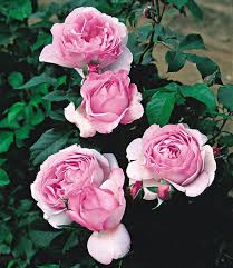 Der anbieter ist für seine außerordentliche qualität bekannt. Baldur Garten Delbard Rosen Der Liebe Souvenir De Marcel Proust 1 Pflanze Edelrose Plasticguerrilla Nl