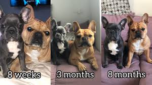 A fully grown french bulldog should weigh between 18 and 30lbs, depending on a number of variables. French Bulldog Growing Up From 8 Weeks To 8 Months Youtube