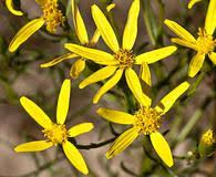 Image result for Senecio speciosus