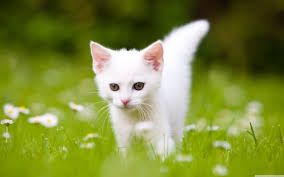 You may or may not know this but white persians can have four different eye color categories: White Kitten Wallpapers Top Free White Kitten Backgrounds Wallpaperaccess