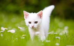 White cats cute baby animals cats and kittens excited animals puppies and kitties black and white kittens kittens cutest white kittens tuxedo kitten. White Kitten Wallpapers Top Free White Kitten Backgrounds Wallpaperaccess