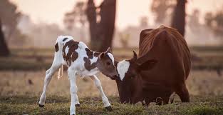 Opinion Canadian Laws Are Slowly But Surely Working To Protect Animals Curated