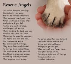 Rescue Angels Rescue Quotes Dog Quotes Animals