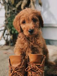 Best Dog Boots Smartdogstuff Com