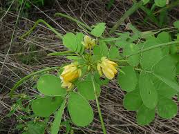 Image result for Senna obtusifolia