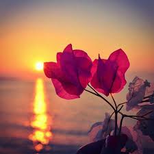 Whatsapp Status Whatsapp Dp ÙÛØ±Û ÚØ§Ø¦Ø±Û Flowers Photography Wallpaper Flowers Photography Beautiful Flowers Flowers are one of the most beautiful creations of nature. whatsapp status whatsapp dp ÙÛØ±Û