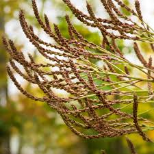 Image result for Verbenaceae