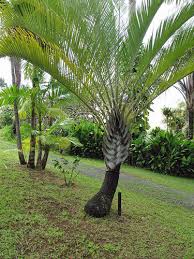 Image result for Dypsis decaryi