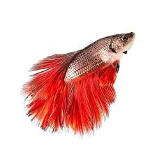 Unlike most fish that only breathe by collecting oxygen from the water through their gills, the betta can breathe below the water's surface as well as from above it. Betta Fish Siamese Fighting Fish Retailers In India