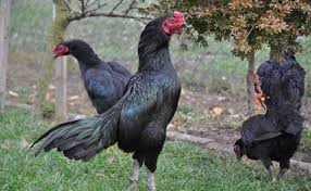 Jenis Ayam Shamo Ori Jepang