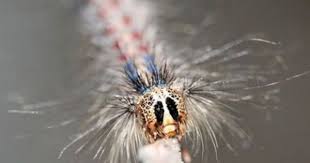 Black And Red Caterpillar Michigan Pin On Mystery