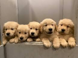 Summer brook golden retrievers english golden retriever breeders and trainers. Wright S Mountain Goldens Wright S Mountain Goldens