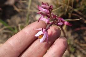 Image result for Eulophia hians