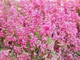 With an emphasis on common and easy to grow varieties fun fact, fungus overwinters on the few green leaves remaining at the base of hollyhocks and perennial mallows, and may also survive within the crown of the plant. 12 Heavenly Flowers That Start With H