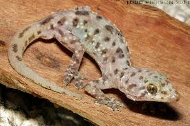 Mediterranean House Gecko (Reptiles of Alabama) · iNaturalist