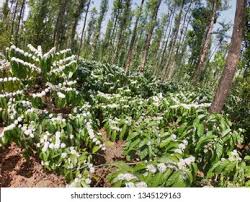 Image result for Cryptosepalum maraviense