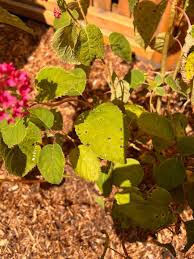 Image result for Cercospora hydrangea