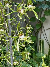 Image result for Eulophia seleensis