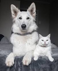 pin by cheryl mathers on animal friendships animals friendship cute animals animals