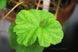 Image result for Pelargonium domesticum round-leaved bushy