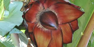 Image result for Ensete ventricosum