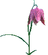 A great collection of gif downloads for a website or application. Free Flower Clipart Animations Flower Gifs
