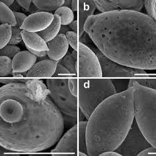 'plaʝa ðel 'kaɾmen) is a city located along the caribbean sea in the municipality of solidaridad, in the state of quintana roo, mexico. Microcharacters Of Coprinopsis Rugosomagnispora Holotype Kram Download Scientific Diagram