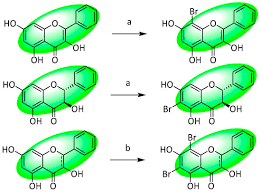 Image result for Sphaerocoryne gracilis