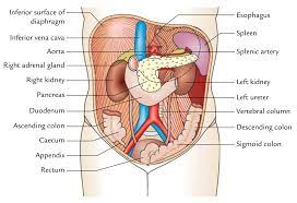 Laterally by the midaxillary line. Easy Notes On Abdominal Cavity Learn In Just 3 Minutes Earth S Lab