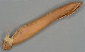 Image result for Crotalaria cephalotes