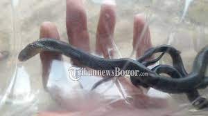 Check spelling or type a new query. Arti Mimpi Membunuh Ular Yang Masuk Rumah Menurut Primbon Jawa Waspadai Musuh Tersembunyi Tribunnews Bogor