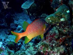 Image result for Cyperus longicarpus