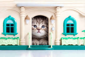 Binatang buas ngamuk, binatang buas berantem, binatang buas afrika, binatang buas jinak, binatang buas amazon, binatang. Tak Bikin Repot 7 Binatang Peliharaan Ini Mudah Dipelihara