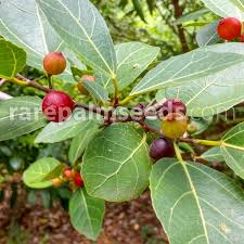 Image result for Ficus virens