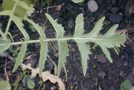 Image result for Sisymbrium burchellii