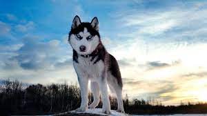Learn how to do just about everything at ehow. 48 Husky Dog Wallpapers Screensavers On Wallpapersafari