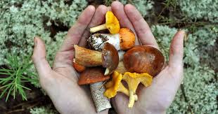 Check spelling or type a new query. How To Grow Mushrooms At Home Gardener S Path