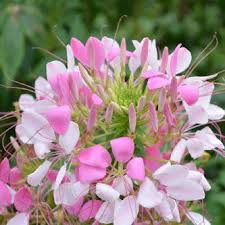 Image result for Cleome spinosa
