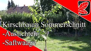 Der schnitt schützt die kirsche vor der vergreisung, die sich stark auf das wachstum einschränken kann. Sommerschnitt Der Susskirsche Youtube