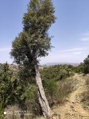 Image result for Justicia stachytarphetoides