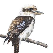 These kookaburras were my alarm clock (at 5 a.m.) every morning for the last few days in sydney! Laughing Kookaburra Fine Art Print Australian Wildlife Art By Rachel Hollis