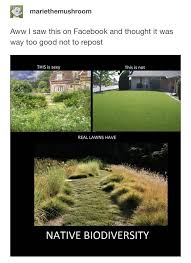 Pin By Mire G Crowley On Botanical Herbal Biodiversity Plants Outdoor