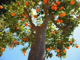 Magnolia trees are diverse in leaf shape and plant form, and they include both evergreen and deciduous sorts. Pests That Threaten Citrus Trees Of Southern California Evergreen Arborist Consultants