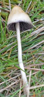 Psilocybe semilanceata found on vancouver island. The Notorious Magic Mushroom The Mushroom Diary Uk Wild Mushroom Hunting Blog