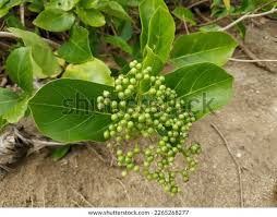 Image result for Premna serratifolia