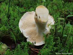 Image result for Hylodesmum repandum