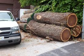 Here's a good test to determine the type of wood after it's already cut. How Much Is Your Log Worth Woodworking Network