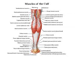 Neuromuscular therapy consists of alternating levels of concentrated pressure on the areas of muscle spasm. Muscle Charts Massagelongbeachca Com
